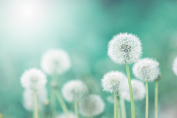 Wall Mural - white fluffy dandelions, natural green blurred spring background, selective focus