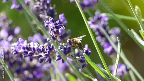 Zdjęcie XXL Lawendowe pole z pszczołami. Zbliżenie