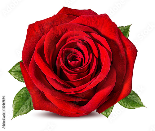 Fresh beautiful rose isolated on white background with clipping path Wallpaper Mural