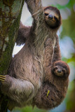 Fototapeta  - A brown-throated sloth (Bradypus variegatus) is a 3-toed sloth. They are mostly living in high trees within rain forests. although this mother was coming down to the ground with her baby.