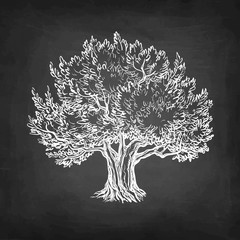 Wall Mural - chalk sketch of olive tree.