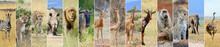 Collage Of African Wildlife Animal