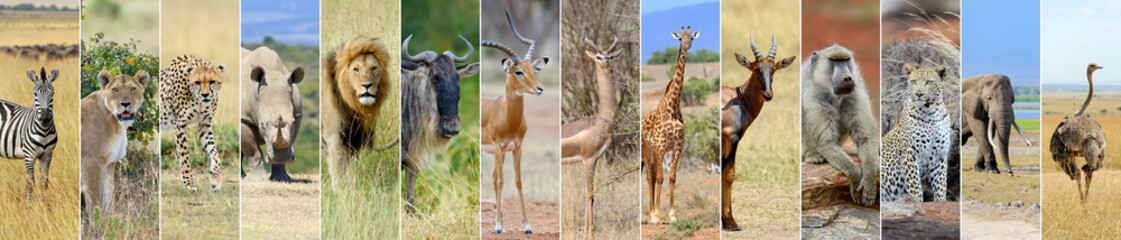 collage of african wildlife animal