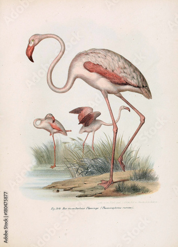 Obrazy flamingi  ilustracja-ptakow