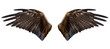 eagle wings, isolated