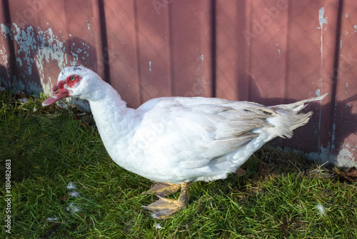 Meine Barbarie Ente — Rezepte Suchen