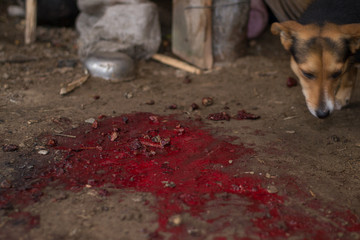 crime scene. The dog takes the trail. A pool of blood on the ground