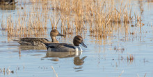 Pintail Ducks In Water At Bosque Del Apache National Wildlife Refuge In Central New Mexico