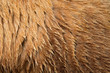 © Clemens Vanderwerf - Brown bear fur