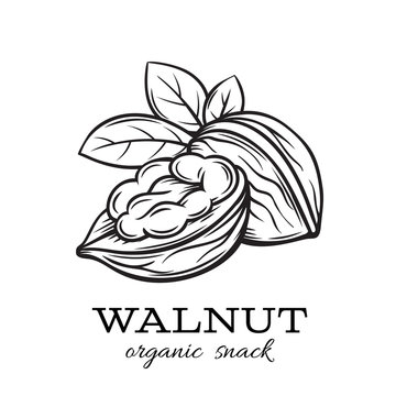 hand drawn walnut