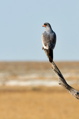 Canvas Print - Pale Chanting Goshawk