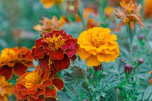 Yellow And Red  Tagetes Erecta Or Mexican Marigold.