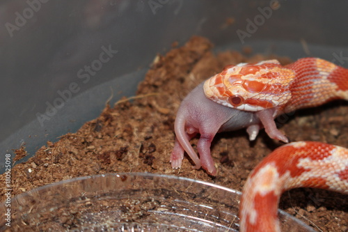 Baby Albino Corn Snake Swallowing A Pinkie Mouse Stock Photo Adobe Stock