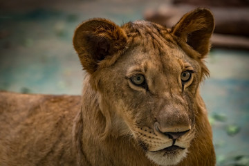 Lioness on the rock