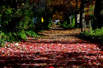 Wall Mural - Red colors a shadows on a alley near Marymoor park -2