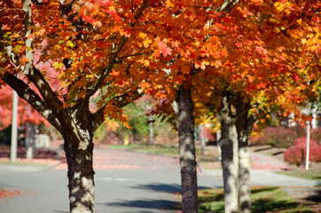Wall Mural - Maple alley in Seattle suburb during late Indian Summer - 3