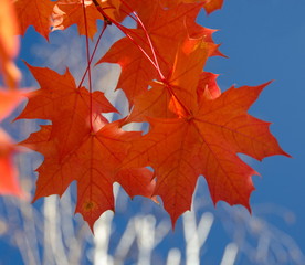 Wall Mural - Red maple leaves and white birches - 2