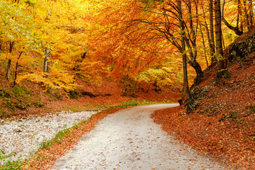 Autumn road