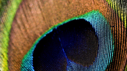 Peacock feather