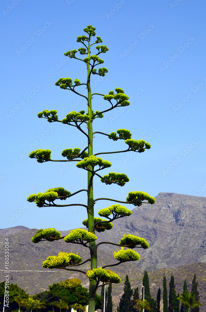 Agave americana (Century plant,Blue agave,American aloe) in bloom growing  in Adeje,Tenerife,Canary Islands,Spain. Stock Photo | Adobe Stock