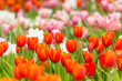 focus on orange tulip flower on flower field