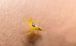 pretty yellow jumping spider on finger