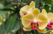 yellow orchid flower in the garden