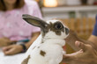 cute white and brown Mini Rex rabbit eating food in hand