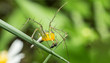 pretty spider on leaf, natural wild insect