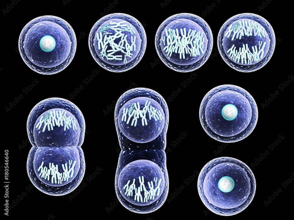 All Cell Process Process division of cell Stock Illustration | Adobe Stock