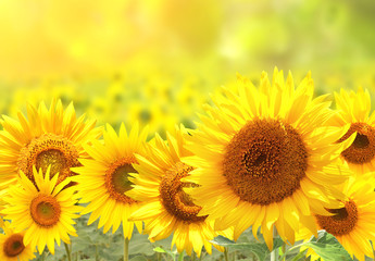 Fotomurales - Sunflowers on blurred sunny background
