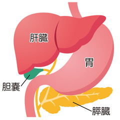 臓器　肝臓　膵臓　胃　胆嚢