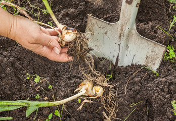 Wall Mural - Digging bulbs of tulips in the summer.