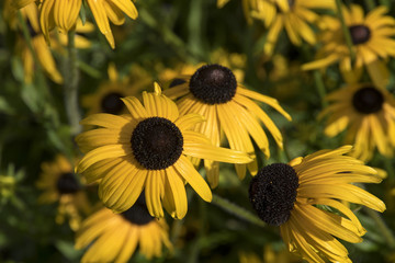 Wall Mural - Rudbeckia fulgida var. speciosa