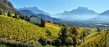 Panorama Of Autumn Vineyards In Switzerland