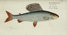 Illustration Of A Fish.