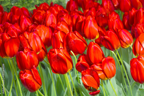 grupa-czerwoni-tulipany-w-parku