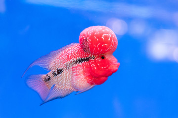 Close up pink red Cichlids fish in blue fish tank