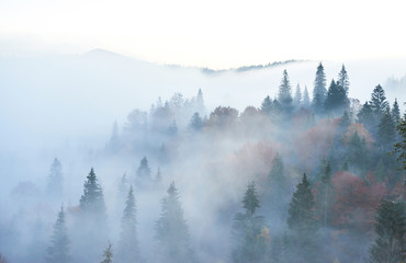 Wall Mural - Fairy sunrise in the mountain forest landscape in the morning. The fog over the majestic pine forest. Carpathian, Ukraine, Europe. Beauty world