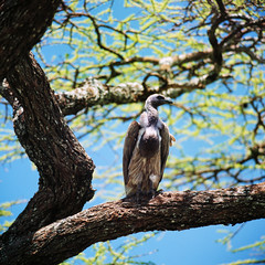 vulture