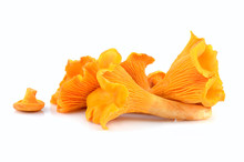 Yellow Chanterelles Mushrooms