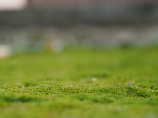 Green moss like grass. Macro. Space green moss