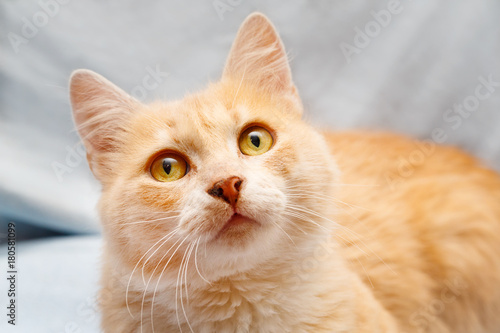 Plakat Portret czerwony kot