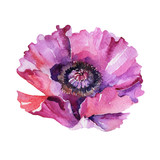 Fototapeta Kwiaty - Wildflower poppy flower in a watercolor style isolated. Full name of the plant: poppy, papaver, opium. Aquarelle wild flower for background, texture, wrapper pattern, frame or border.