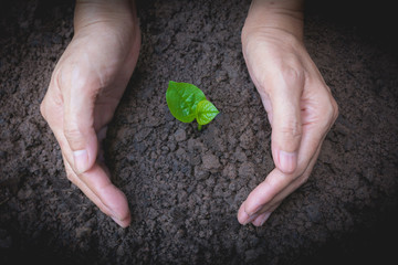 Human hands holding green small plant life concept.Ecology concept.