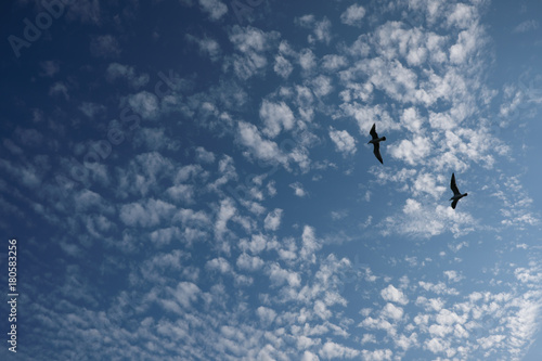 大空に二羽の鳥が飛ぶ Stock 写真 Adobe Stock 大空に二羽の鳥が飛ぶ Stock 写真 Adobe Stock