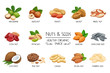 Set vector icons nuts and seeds.
