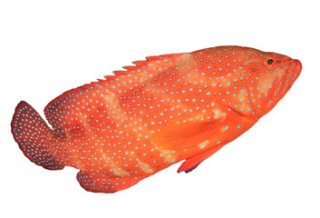 Wall Mural - Coral Trout (Coral Grouper) fish isolated on white background
