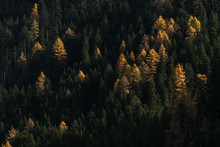 View Of Pine Forest During Autumn
