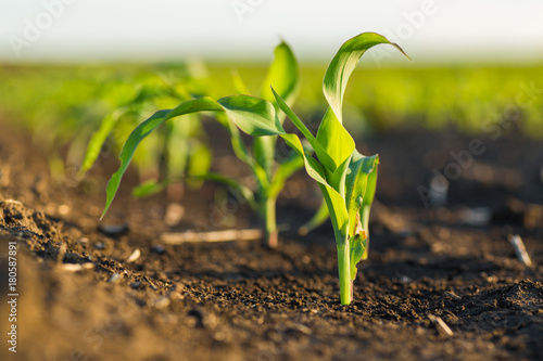 Cuadros en Lienzo Green corn maize field in early stage